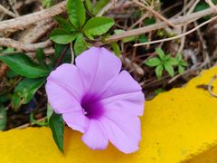 -飞来湖湿地公园