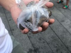 -叶氏麻糍(鼓浪屿店)