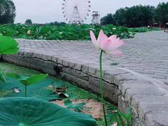 -白洋淀景区