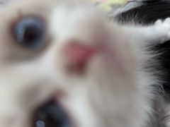 -有喵·猫咖·狗咖·30几只猫10只小狗(岗厦店)