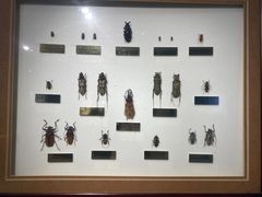 -上海昆虫博物馆