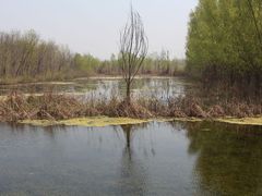 -微山湖红荷湿地景区