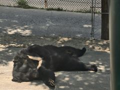 -栾川竹海野生动物园
