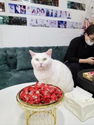 -IN 巷 salon明星店