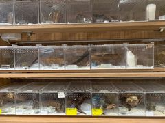 -酷以爬仙阁实体爬宠店·守宫·蜥蜴·专业繁育