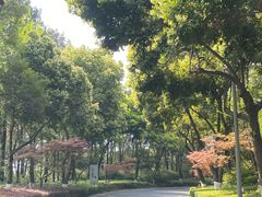 -铁山坪森林公园