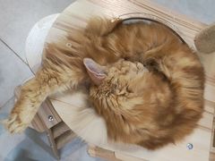 -Heymao猫咖.咖啡厅(东门店)