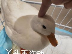 -怪兽屋·羊驼·猫咖·狗咖(俊华广场店)