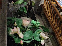 -紫腾大院·南京菜(江宁店)