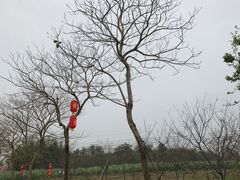 -天适樱花悠乐园