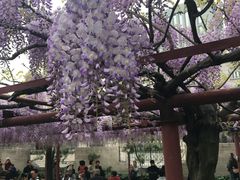 -嘉定紫藤园