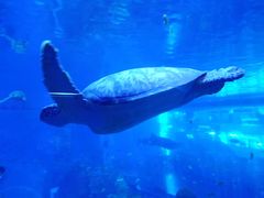 -成都浩海立方海洋公园