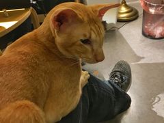 -豆老板的猫咖啡(碑林博物馆店)