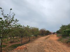 -天适樱花悠乐园
