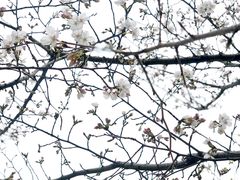 -鞠氏黑芝麻糊(水塔店)