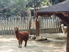 -成都动物园