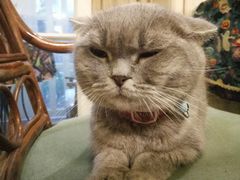 -猫色咖啡·猫咖