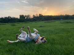 -芭比堂动物医院·犬猫全科·异宠专科(雁塔分院)