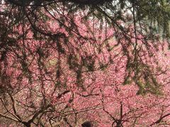 -白塘生态植物园