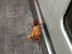 -悉尼鱼市场