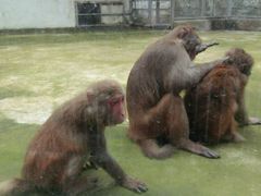 -广东茂名森林公园