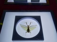 -上海昆虫博物馆