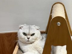 -有猫主题·治愈系猫咖(曾厝垵店)