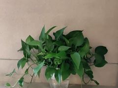 -比格比萨自助(沙河店)