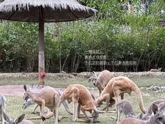 -泉州海丝野生动物世界