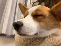 -浣熊柯尔鸭土拨鼠·电玩咖
