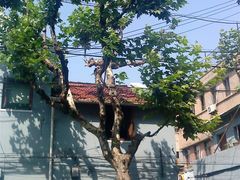 -上海市杨浦区中医医院