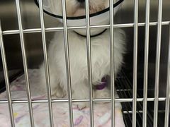 -瑞派康怡24h宠物医院·犬猫医疗中心·微创绝育(瑞景分院)