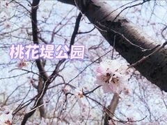 -桃花堤公园