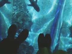 -暹罗海洋世界