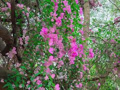 -深圳国际园林花卉博览园