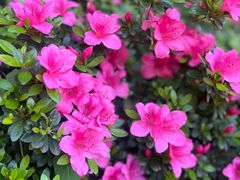 -杭州半山国家森林公园