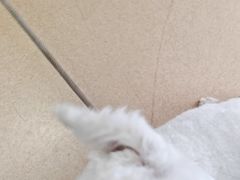 -小叮当动物医院·骨科·眼科