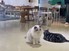 -藏猫猫咖啡主题馆(中央大道店)