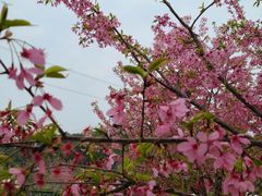 -绵阳盛世樱花悠乐谷