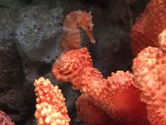 -暹罗海洋世界