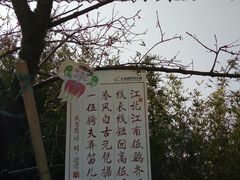 -天适樱花悠乐园