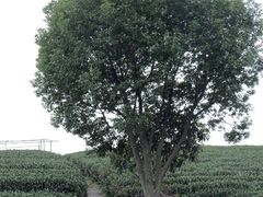 -龙坞茶村