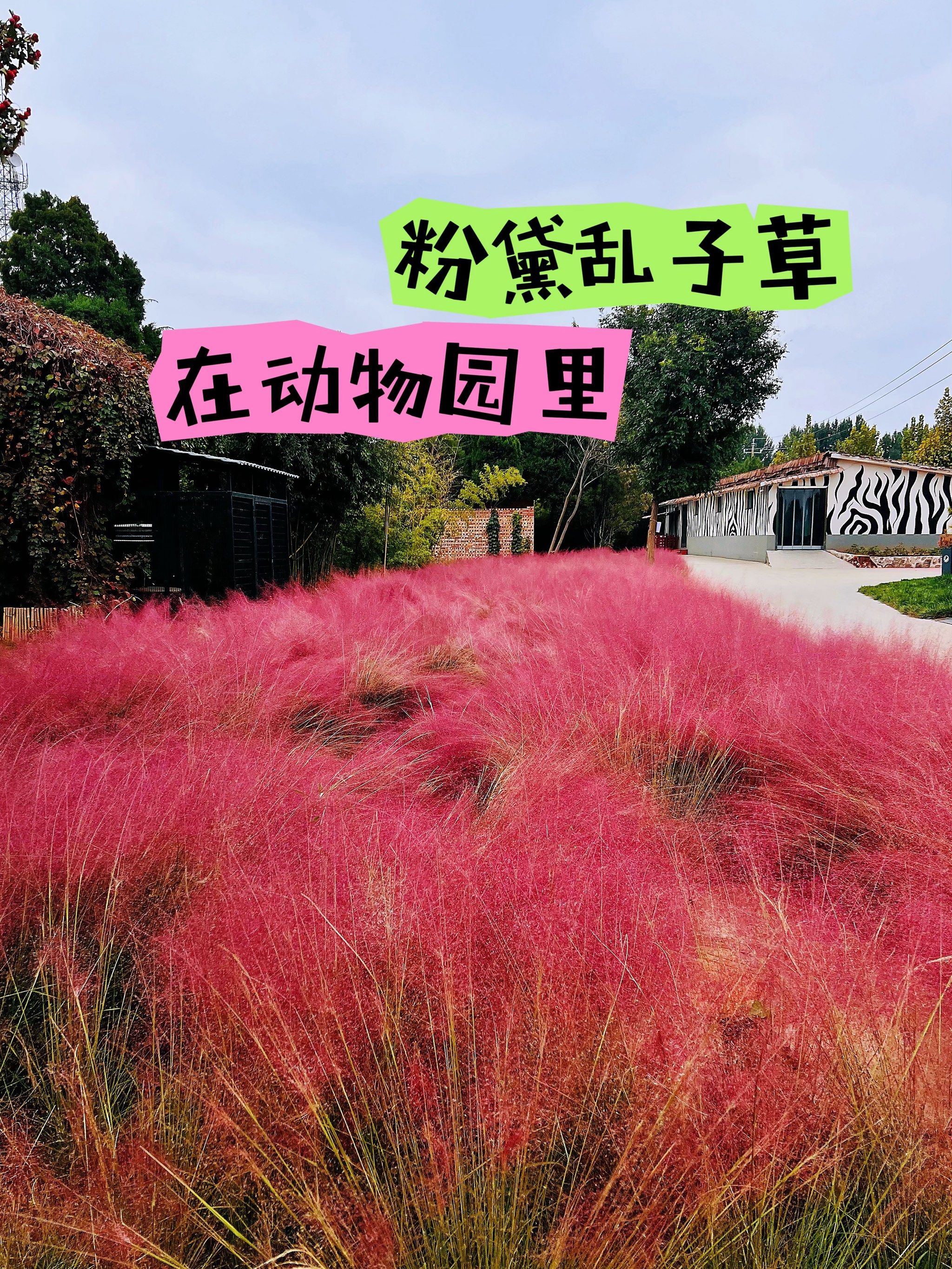 没想到这么浪漫的粉黛乱子草 在可爱的动物园里