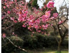 -香雪海