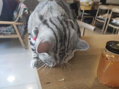-平行世界·猫咖(首经贸店)