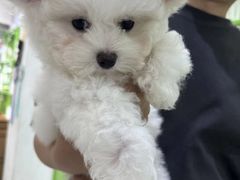 -唐小姐の猫狗洗护·购宠旗舰店(周浦万达店)