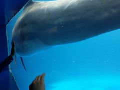 -北戴河圣蓝海洋公园