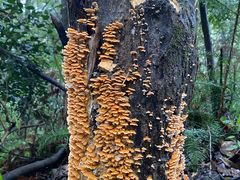 -云碧峰国家森林公园