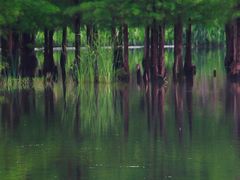 -白鹭湾湿地公园