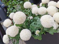 -重庆市江北嘴中央商务区中央公园